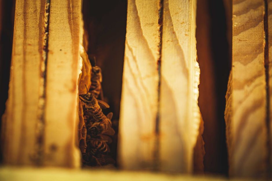 langstroth beehive buying guide