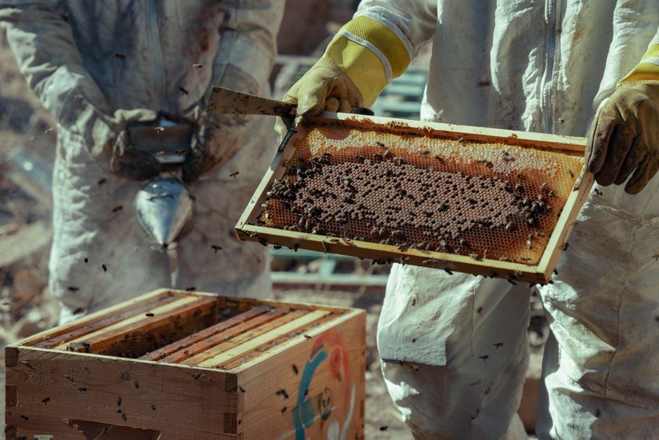 manual vs. electric honey extractors buying guide